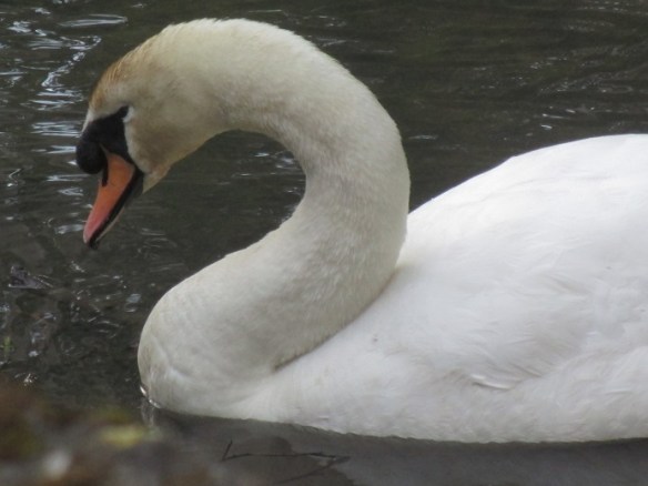 sibelius-5-swan