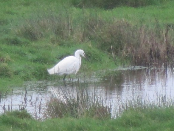 little-egret